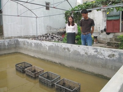 Mô hình nuôi trai nước ngọt lấy ngọc được thực hiện tại Ninh Bình từ năm 2013