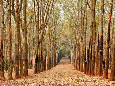 Những mùa thay lá quyến rũ nhất Việt Nam