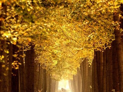 Ngân hạnh (ginkgo tree), hay còn gọi là cây bạch quả, rẻ quạt là loài cây đặc trưng của mùa thu Bắc Kinh. Dưới đây là những tấm hình ghi lại vẻ đẹp lộng lẫy của hàng cây trong tiết trời thu đầy nắng và gió tại một đồn điền ở Zhanggezhuang, quận Changping, Bắc Kinh, Trung Quốc hôm 13/10.