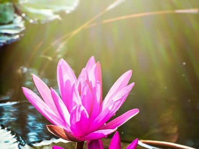 Hoa súng suối Yến. Ảnh: Trung Đỗ Thành