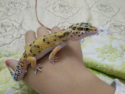 Giới trẻ bỏ tiền triệu thi nhau nuôi thằn lằn