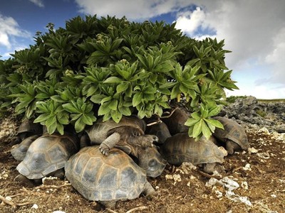 15 bức ảnh đẹp nhất năm 2016 do National Geographic bình chọn