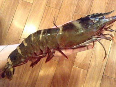 Tôm sú cụ đánh bắt ngoài biển đang là hàng hot vào dịp cận Tết