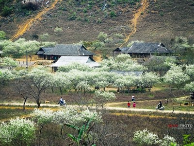 '"Hoa tuyết" Mộc Châu