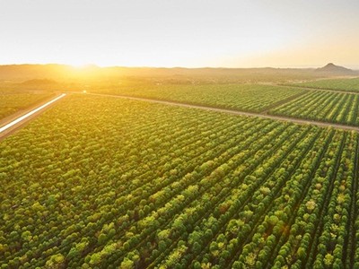 Khu vực trồng cây đàn hương của TFS tại Kununurra. Ảnh: TFS