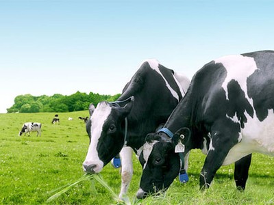 Tỷ phú Thái Lan tiếp tục mua vào cổ phiếu VNM