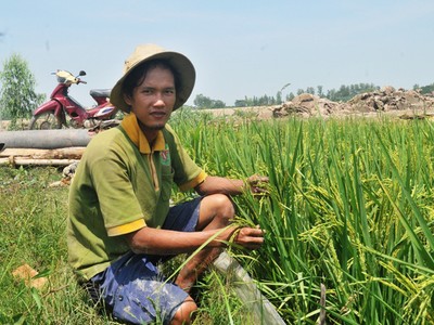 Năm 2014, Võ Văn Tiếng về quê nhà và bắt đầu trồng 2ha lúa theo kiểu tự nhiên, không dùng phân, thuốc hóa học