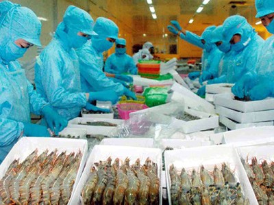 Xuất khẩu tôm “điêu đứng” vì lệnh cấm nhập khẩu của Úc