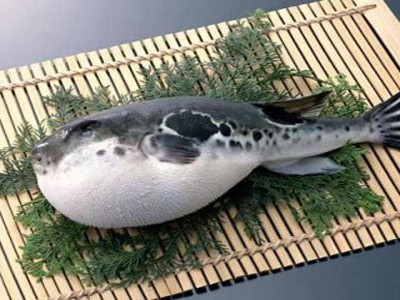 Nghệ thuật chế biến cá nóc độc ở Nhật