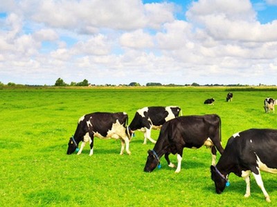 Đại gia Thái Lan tiếp tục đăng ký mua gần 15 triệu cổ phiếu VNM