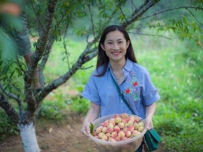 Khách hái đào chín, dâu tây đỏ tại vườn ở Sa Pa