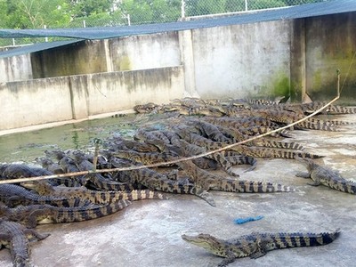 Cá sấu ở Sài Gòn bị bỏ đói vì rớt giá