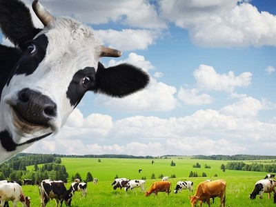 Đại gia Thái Lan vẫn kiên trì mua thêm cổ phiếu VNM