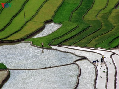 Mù Cang Chải đẹp lung linh mùa đổ nước