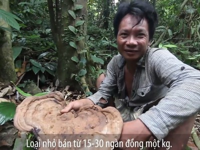 Trèo cây cổ thụ lấy nấm chò, thu tiền triệu mỗi ngày