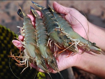 Nông dân miền Tây lãi đậm trong vụ thu hoạch tôm đầu năm.