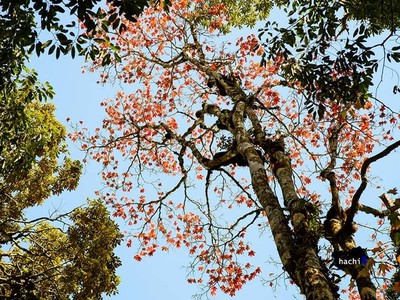 5 điểm ngắm lá phong đỏ ngay ở Việt Nam