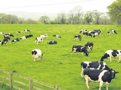 GTNFoods (GTN): Cổ đông lớn nhất muốn mua thêm gần 4 triệu cổ phiếu