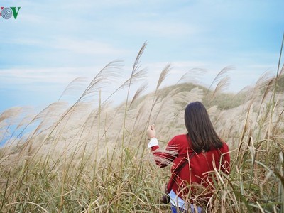 Thu vàng “trắng xóa” nơi biên giới Đông Bắc