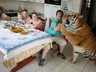 Cuộc sống của đại gia đình với 7 chú hổ to hơn người