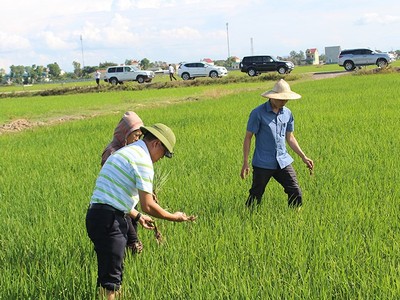 Ảnh: Báo Nghệ An.