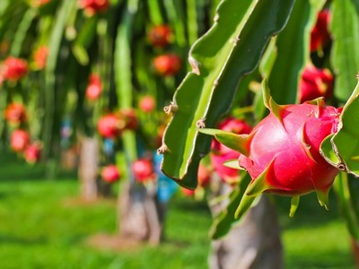 Trường Hải (Thaco) muốn mua thêm 5 triệu cổ phiếu HNG