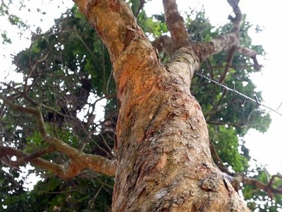 Cây hoàng mai gần 120 năm tuổi