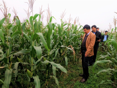 Hồng Hà Sơn La (HSL) góp thêm vốn 15 tỷ đồng vào Cường Sinh Yên Châu