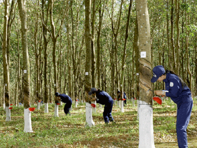 9 tháng, PHR ước lãi trước thuế 90 tỷ đồng