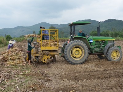 Thu lãi tiền tỷ mỗi vụ nhờ trồng mía trên cánh đồng mẫu lớn