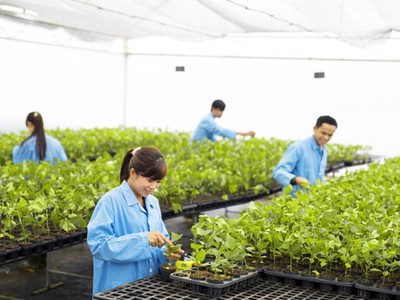 NAF sẽ phát hành thêm 6 triệu cổ phiếu