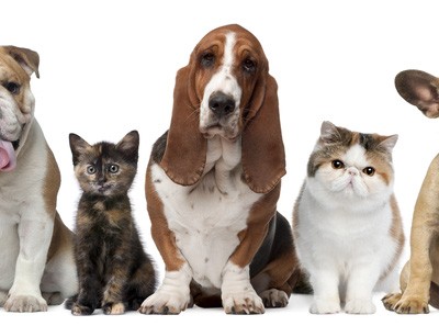 7 bệnh bạn có thể bị lây từ thú cưng