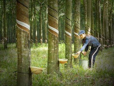 7 tháng, Cao su Phước Hòa (PHR) ước lãi hơn 220 tỷ đồng