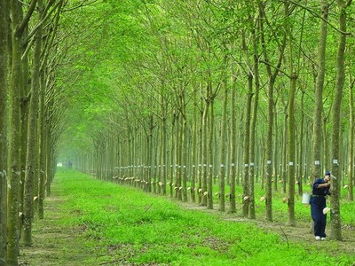 Inruco đấu giá thành công, thu về hơn 37 tỷ đồng