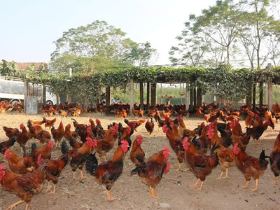 9 tháng, Dabaco (DBC) cán đích lợi nhuận năm và lên kế hoạch chuyển sàn HOSE