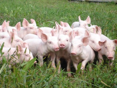 Chăn nuôi Phú Sơn (PSL) điều chỉnh kế hoạch kinh doanh từ lỗ thành lãi và tạm ứng cổ tức 50%