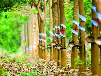 Bầu Đức bán bớt công ty cao su cho công ty con của Thaco