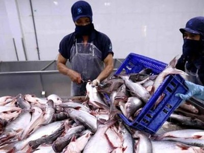 Thủy sản Cửu Long An Giang (ACL) tạm ứng cổ tức 15% bằng tiền mặt