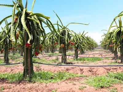 HAGL Agrico (HNG): Năm 2019 lỗ ròng 2.325 tỷ đồng, dư nợ vay hơn 9.200 tỷ đồng