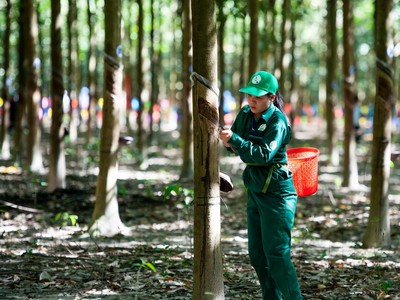 Tập đoàn Cao su Việt Nam (GVR): 4 tỷ cổ phiếu sẽ hủy giao dịch trên UPCoM vào ngày 9/3