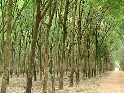 CDR: Ngày GDKHQ tham dự Đại hội đồng cổ đông bất thường năm 2024 và trả cổ tức năm 2023 bằng tiền (5%)