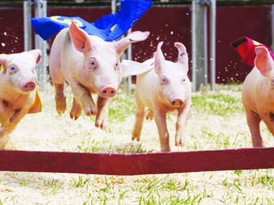 Chăn nuôi Mitraco (MLS) trả cổ tức 43%, lên kế hoạch lợi nhuận quý IV đạt 20 tỷ đồng