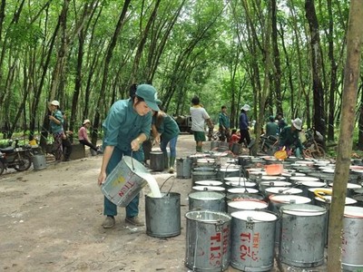 Cao su Đắk Lắk (DRI): Quý I/2021 đạt 16,3 tỷ đồng lợi nhuận sau thuế, hoàn thành 35,5% kế hoạch năm