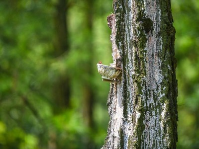 Thông Quảng Ninh (TQN) chốt quyền trả cổ tức 22,28% bằng tiền