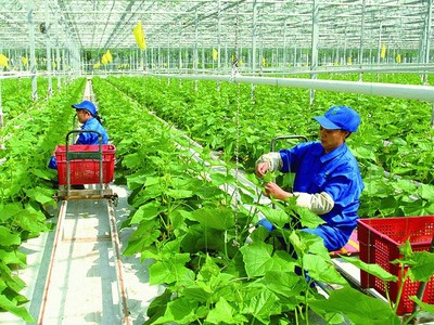 8 nguyên nhân khiến dịch vụ tài chính nông thôn đang bị bỏ ngỏ