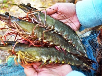 Lợi nhuận giảm mạnh, Thủy sản Cà Mau (CAT) vẫn chia cổ tức 30% bằng tiền