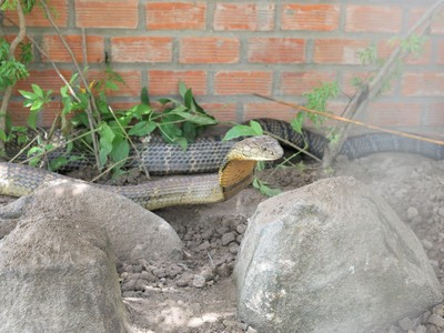 Cặp rắn hổ mây đã đưa vào Khu Du Lịch Đồi Tức Dụp để du khách tham quan.