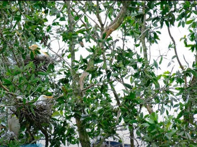 Nuôi cá trong rừng