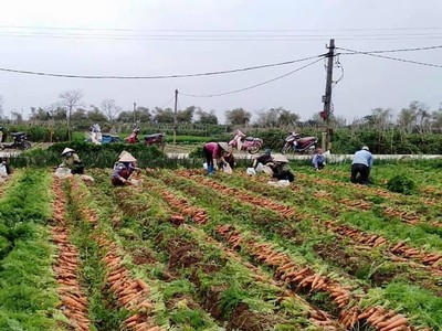 Hơn 90.000 tấn nông sản tại Hải Dương chưa tiêu thụ được