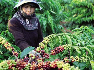 Giao dịch hàng hóa tuần từ 25 – 29/3/2019: Nóng đàm phán thương mại Mỹ - Trung